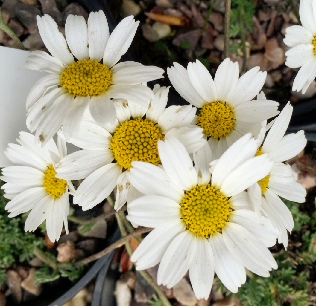 Anthemis cretica ssp. leucanthemoides 